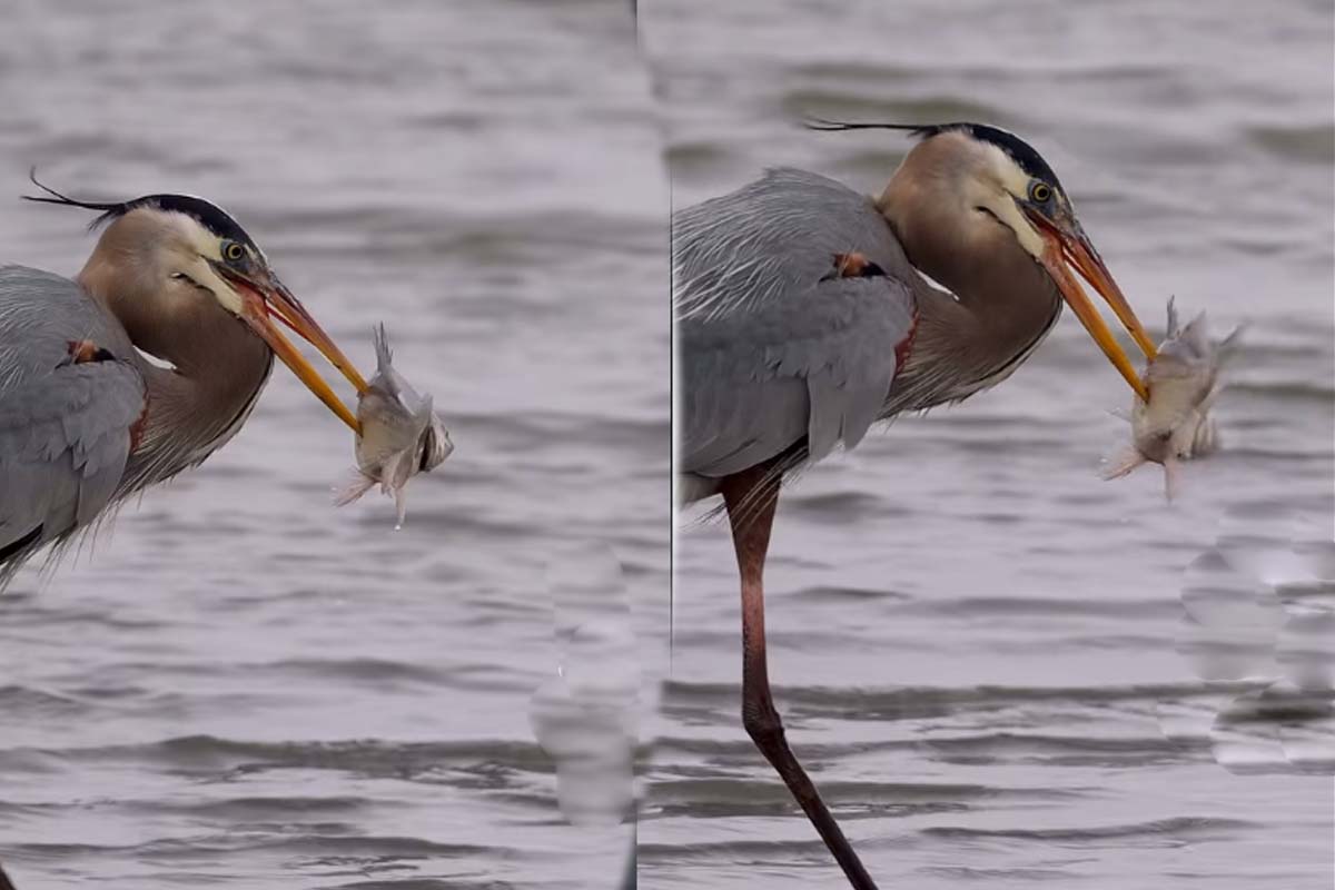 Viral Video: நாரையின் அசத்தலான மீன் வேட்டை... பிரமிக்க வைக்கும் அழகு காட்சி | Blue Heron Hunting One Fish Super Video