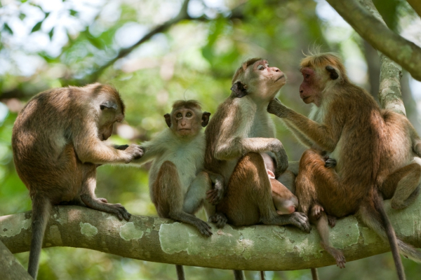இலங்கையில் குரங்குகளுக்கான முதலாவது தடுப்பு முகாம் | Sri Lanka First Detention Camp For Monkeys