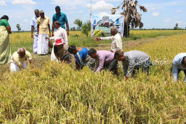 கிளிநொச்சியில் ஆரம்பமான சிறுபோக அறுவடை விழா | Harvest Festival Started In Kilinochchi