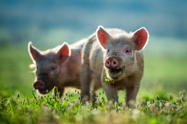 இறந்த பன்றியை உயிரோடு எழுப்பி விஞ்ஞானிகள் சாதனை! | Scientists Made A Feat By Raising Dead Pig Alive