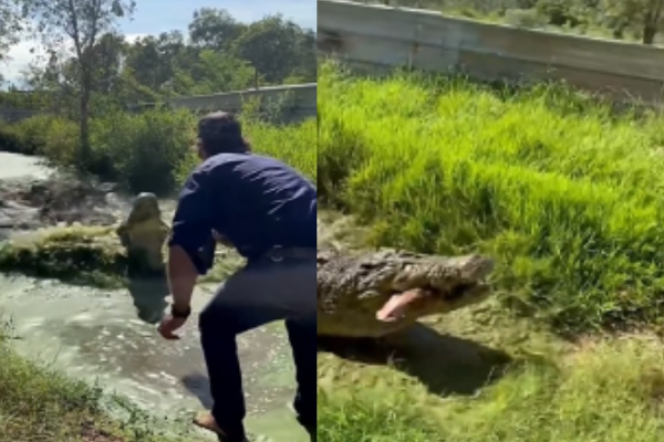 கண் இமைக்கும் நேரத்தில் மின்னல் வேகத்தில் சீறிப் பாய்ந்து வந்த முதலை - அதிர்ச்சி வீடியோ - தமிழ்நாடு