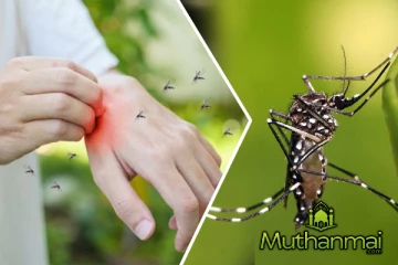 இலங்கையில் கடந்த நான்கு மாதங்களில் அதிகரித்துள்ள டெங்கு நோயாளர்கள்