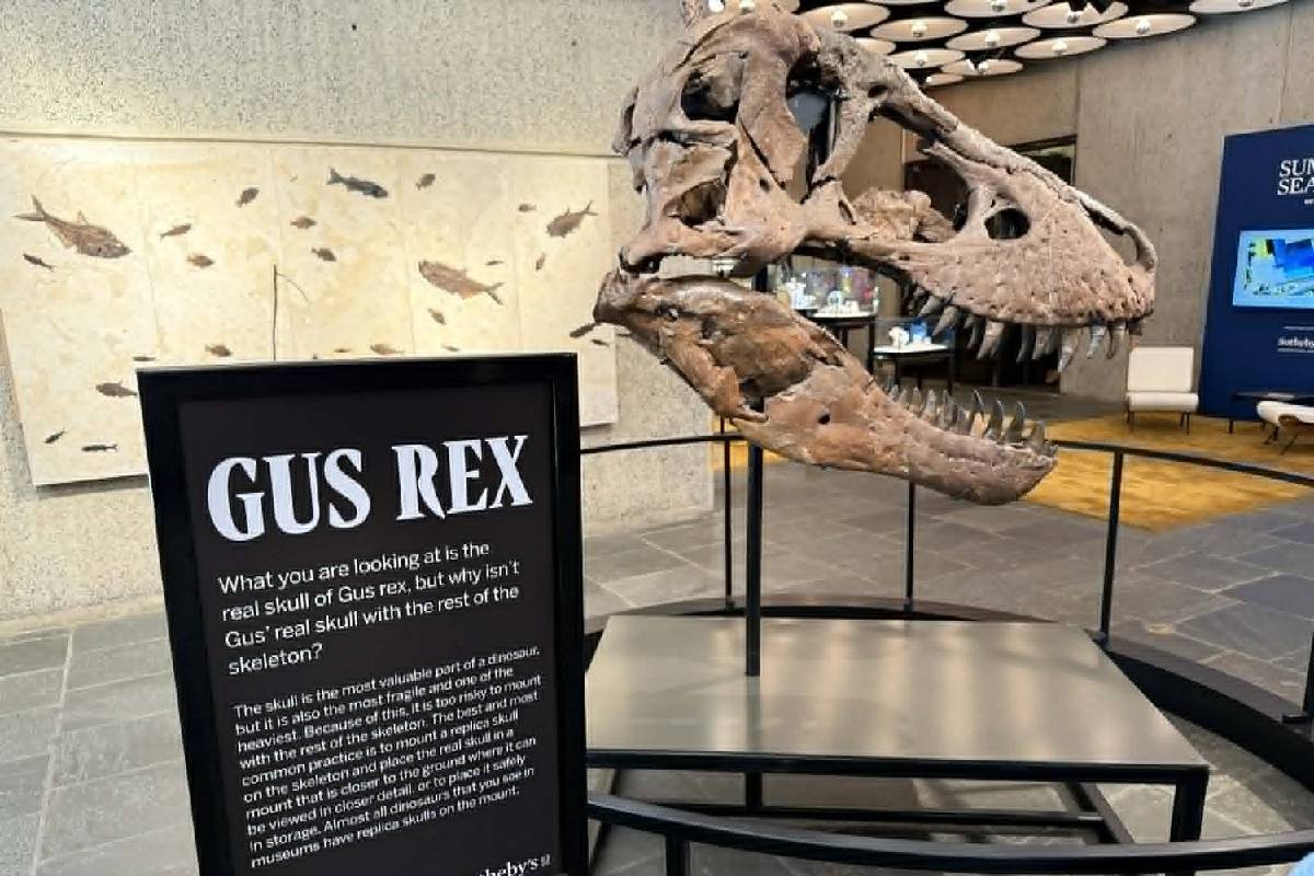 டைனோசரின் எலும்புகூட்டை ரூ.482 கோடிக்கு வாங்கியுள்ள நபர் | Gus Dinosaur Fossil Sold In Auction For 482 Crores டைனோசரின் எலும்புகூட்டை ரூ.482 கோடிக்கு வாங்கியுள்ள நபர் | Gus Dinosaur Fossil Sold In Auction For 482 Crores