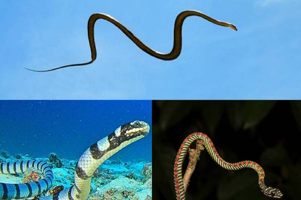 வான்வெளியிலும் பயணிக்கும் வித்தியாசமான பாம்புகள்! வியக்க வைக்கும் ஆய்வு தகவல் | Amazing Facts Of Versatile Snakes