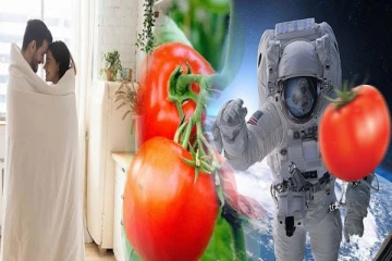 காமத்துக்கும் தக்காளிக்கும் என்ன தொடர்பு? விண்வெளிக்கு சென்ற தக்காளி