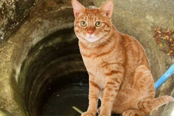 பூனையை மீட்க கிணற்றுக்குள் இறங்கிய 5 பேர் உயிரிழப்பு