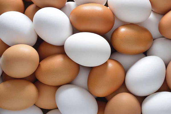 முட்டை இல்லை -இலங்கையில் ஏற்பட்டுள்ள பாரிய நெருக்கடி | Are Egg Hotels Closed