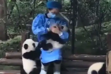 புட்டி பால் குடிக்கும் பாண்டா குட்டிக்கு... குழந்தைகளையும் மிஞ்சிய செயல்! மில்லியன் பேர் பார்த்து ரசித்த காட்சி