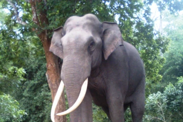 யானைகளுக்கு பல கோடிகளை செலவிடும் அரசாங்கம்!