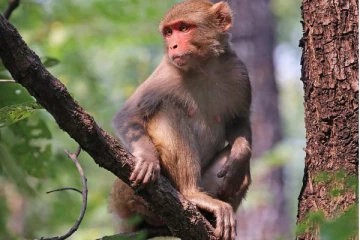 ஏற்றுமதி செய்யப்படும் இலங்கை குரங்குகள்! காரணத்தை வெளியிட்ட சீன நிறுவனம்