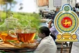 சிறு தேயிலைத் தோட்ட விவசாயிகளை வலுப்படுத்த சிலோன் தேயிலை கிராமம் திட்டம் முன்னெடுப்பு
