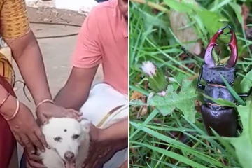 கர்ப்பமாக இருக்கும் நாய்க்கு வளைகாப்பு...குழந்தையை நொடியில் காப்பாற்றும் பூனை! வினோத உலகம்