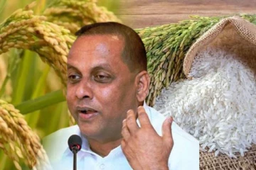 நெல் கொள்வனவு தொடர்பாக அரசாங்கம் எடுத்துள்ள முடிவு!