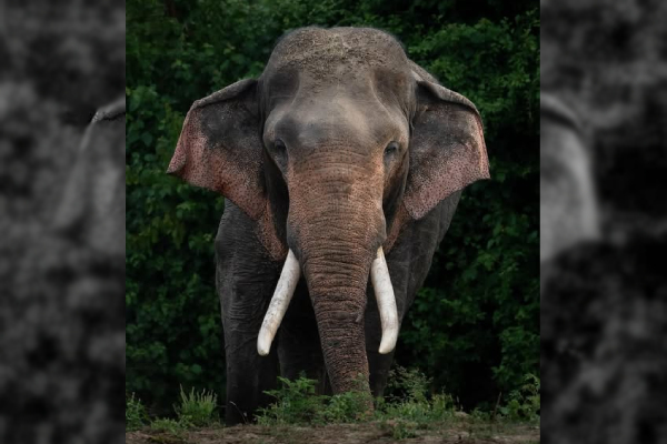 இலங்கையின் மிகப்பெரிய யானையின் உயிருக்கு அச்சுறுத்தல் | Threat To The Life Of Sri Lanka S Largest Elephant இலங்கையின் மிகப்பெரிய யானையின் உயிருக்கு அச்சுறுத்தல் | Threat To The Life Of Sri Lanka S Largest Elephant