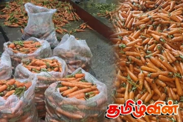 இலங்கையில் கரட்டின் விலை! கொழும்பில் 3000 ரூபா, நுவரெலியாவில் 190 ரூபா