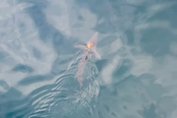 சுறா மீன் மீது பயணிக்கும் ஆக்டோபஸ்: ஒரு அரிய காட்சி