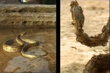 மலைப்பாம்பையே கடித்துக்கொன்ற எறும்புக்கூட்டம்: மெய்சிலிர்க்க வைக்கும் காணொளி