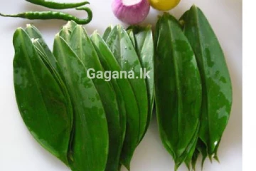 සීනි අඩු කර ගන්න කියලා ඔබත් "තෙබු කොළ" කනවද..? එහි ඇති භයානක කම ගැන දැනුවත්වත්වන්න - අනිවාර්යයෙන්ම කියවන්න..