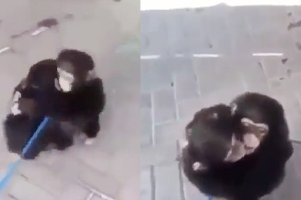 மனிதனையே மிஞ்சிய சிம்பன்சி சகோதர பாசம்... - கட்டித்தழுவி முத்தமிட்ட நெகிழ்ச்சி வீடியோ வைரல் - தமிழ்நாடு