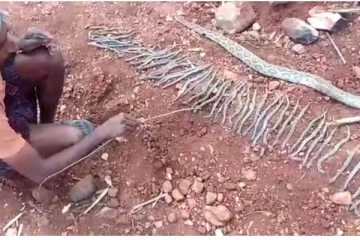 இறந்த பாம்பின் வயிற்றுக்குள் இருந்து உயிருடன் வெளிவரும் குட்டிகள்....மலைப்போல் குவிந்து கிடக்கும் ஆச்சரியம்!