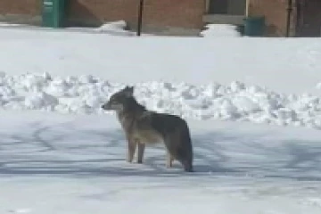 கனடாவின் இந்தப் பகுதியில் ஓநாய் தொல்லை ?