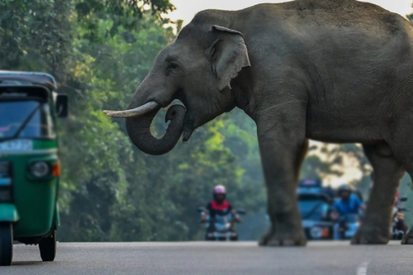 தமிழர் பகுதியில் எரிபொருள் வாங்க சென்றவருக்கு நள்ளிரவில் நடந்த துயரம் | Person Death Attacked By An Elephant