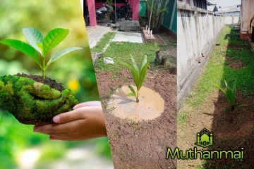 சாய்ந்தமருது சுகாதார வைத்திய அதிகாரி அலுவலகத்தினால் முன்னெடுக்கப்பட்ட புதிய முயற்சி