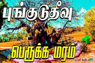 BAOBAB TREE: வறட்சியிலும் செழித்து நிற்கும் புங்குடுதீவு பெருக்க மரம்