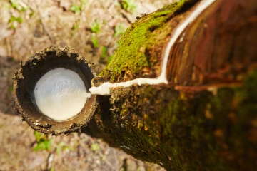 එක් ව්‍යාපාරිකයෙක් නිසා මෙරට රබර් කර්මාන්තය කඩා වැටෙයි.