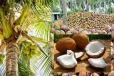 வடக்கு மாகாண தெங்கு உற்பத்தி திணைக்களத்தில் ஆளனி பற்றாகுறை!