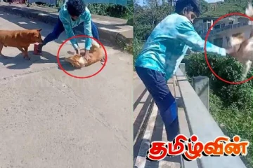 நாயை சித்திரவதை செய்தவருக்கு விளக்கமறியல்