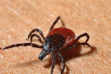 மாறும் பருவநிலை... சுவிஸ் நாட்டவர்கள் தடுப்பூசி போட்டுக்கொள்ள வலியுறுத்தல்