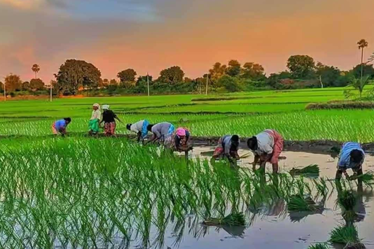 மட்டக்களப்பில் விவசாய குளங்களை அழிப்பதை உடன் நிறுத்தி குடிநீருக்கு தனி நீர் திட்டம் அமைக்கவும் - விவசாயிகள் கோரிக்கை | Separate Water Project For Drinking Water மட்டக்களப்பில் விவசாய குளங்களை அழிப்பதை உடன் நிறுத்தி குடிநீருக்கு தனி நீர் திட்டம் அமைக்கவும் - விவசாயிகள் கோரிக்கை | Separate Water Project For Drinking Water