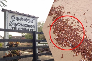 திருகோணமலை கடற்கரையில் இறந்த நிலையில் கரை ஒதுங்கும் இலட்சக்கணக்கான நண்டுகள்