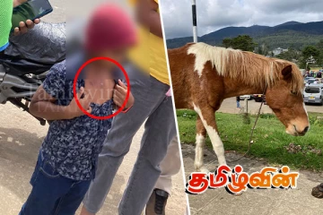 நுவரெலியாவில் மட்டக்குதிரை தாக்கியதில் சிறுவன் காயம்.