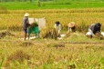 ගොවීන්ට රජයෙන් සහනයක් - ගබඩාවල ඉඩ මදි වුණොත් පුද්ගලික අංශයේ ගබඩාත් ගන්න සූදානම් - කැබිනට් ප්‍රකාශකගෙන් හෙළිදරව්වක්"