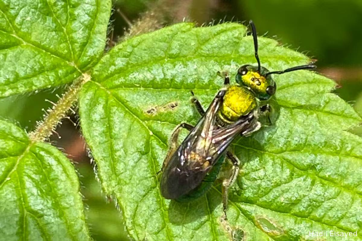 உலக நாடுகள் பலவற்றில் மாயமாகும் பூச்சி வகைகள் | Researcher Found Insects Decline Worldewide