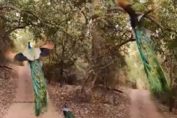 தோகை விரித்து விஸ்வரூபம் எடுத்த மயில்...என்ன ஒரு அழகு! மீண்டும் மீண்டும் ரசிக்க வைக்கும் காட்சி