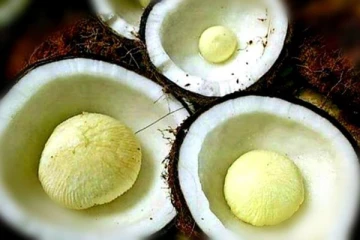 முளைவிட்ட தேங்காய்ப்பூவை நீரிழிவு நோயாளிகள் சாப்பிட்டால் என்ன நடக்கும் தெரியுமா?  இனி தெரிஞ்சிட்டு சாப்பிடுங்க