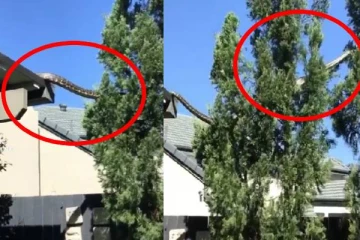 வீட்டின் கூரை வழியாக கூலாக சென்ற ராட்சத மலைப்பாம்பு: பீதியடைந்த பொதுமக்கள்!