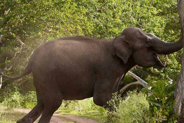 மட்டக்களப்பில் யானை தாக்கியதில் 65 வயது விவசாயி ஒருவர் உயிரிழப்பு | 65 Farmer Dies After Being Attacked Elephant