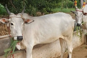 மட்டக்களப்பு திருடப்பட்ட மாடு மீட்பு! இறைச்சிகடை உரிமையாளர் கைது