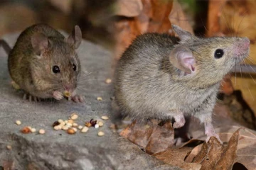 கின்னஸ் சாதனைப் படைத்த எலி: எப்படி தெரியுமா?