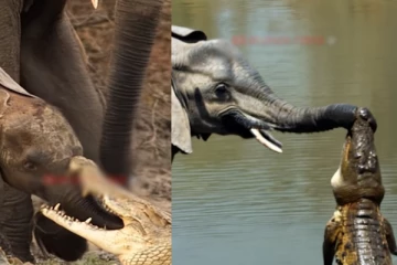 தன்னைக்கடித்த முதலையை தண்டிக்கும் யானை! சவாலான காணொளி