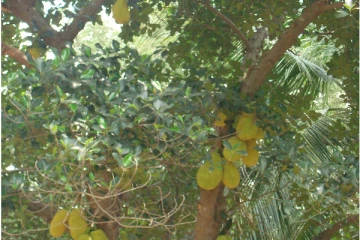 இலங்கையில் பெரும் சோகம் - பிள்ளைகளின் பசிக்காக உயிரை தியாகம் செய்த தாய்