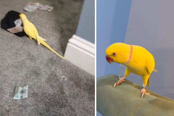 Talking Parrot Leads To Drug Bust In UK, பேசும் கிளி கொடுத்த சின்ன துப்பு..!பிரித்தானியாவில் சிக்கிய மிகப்பெரிய போதைப்பொருள் கும்பல்!