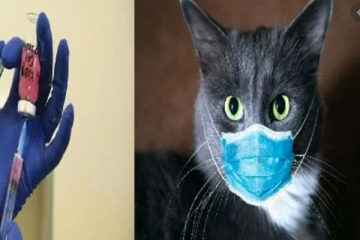 விலங்குகளுக்கான உலகின் முதல் கொரோனா வைரஸ் தடுப்பூசி