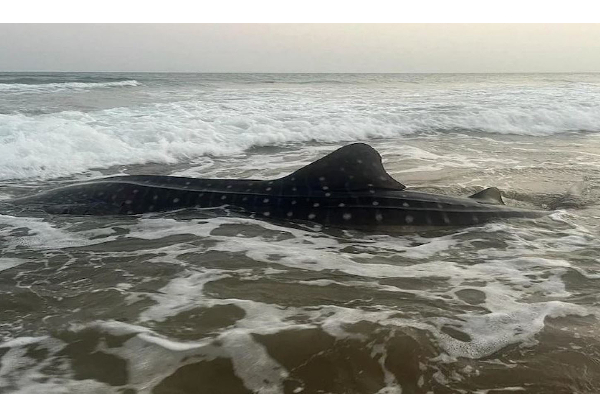 வலையில் சிக்கிய உலகின் மிகப்பெரிய திமிங்கலம்! உடனே மீனவர் என்ன செய்தார் தெரியுமா? | When A Fish Caught In Fisherman S Net