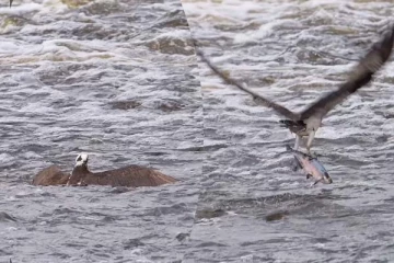 பொங்கும் கடலில் அட்டகாசமான மீன் வேட்டை! பிரமிக்க வைத்த கழுகு
