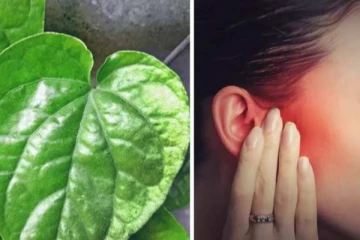 தாங்க முடியாத காது வலியா? ஒரு துளி வெற்றிலை சாறு போதும்... அதிசயம் நடக்கும்!